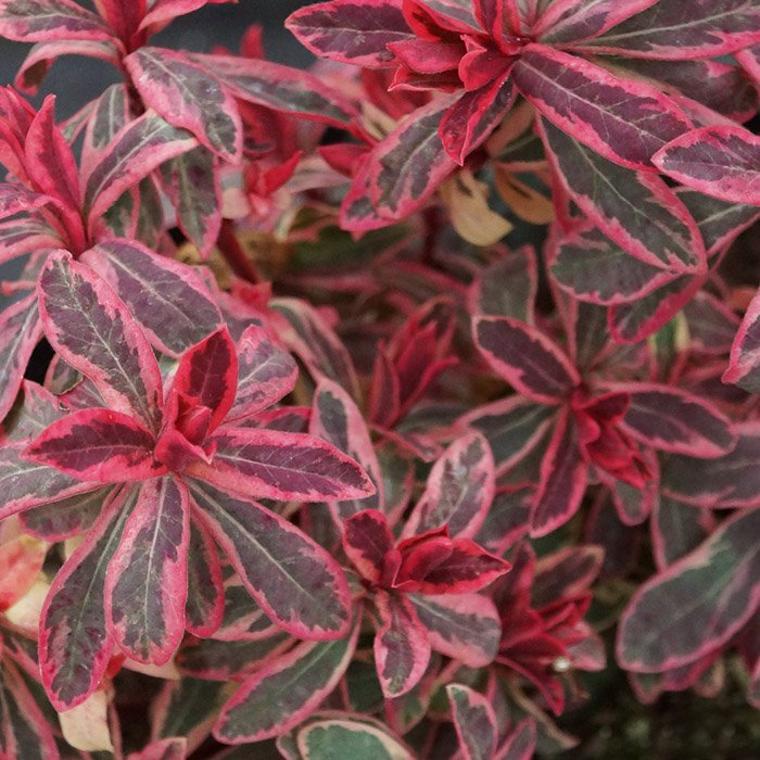 Превью изображения