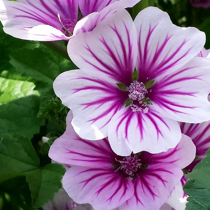 Превью изображения