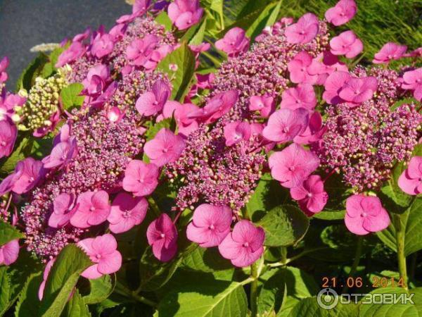 Превью изображения