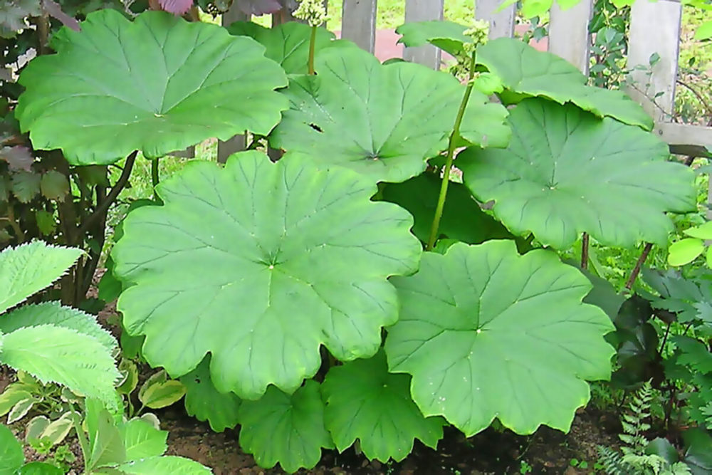 Превью изображения