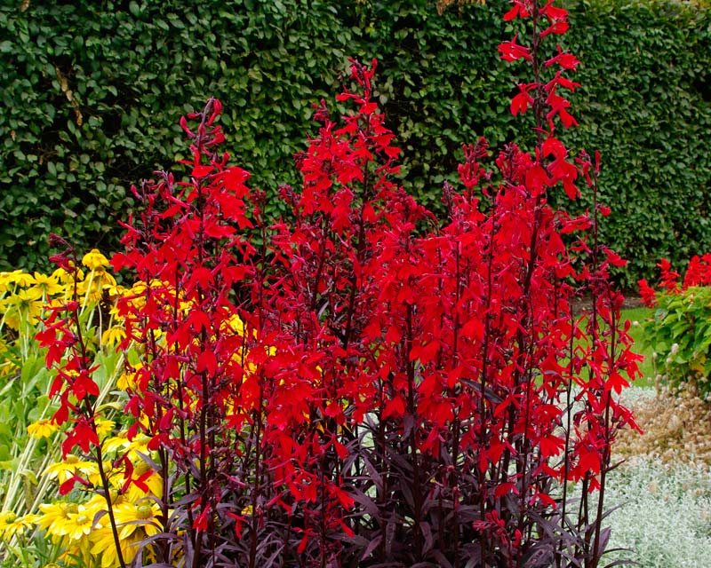 Превью изображения