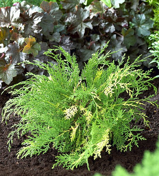 Превью изображения