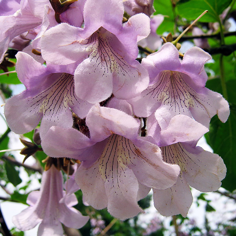 Превью изображения