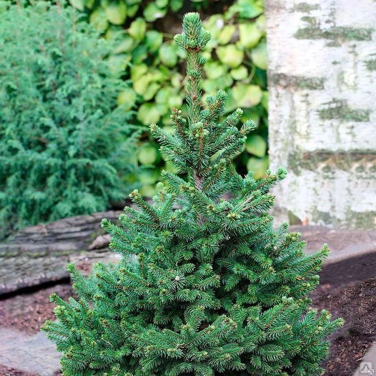 Превью изображения