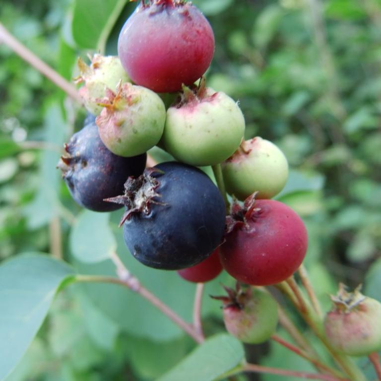 Превью изображения