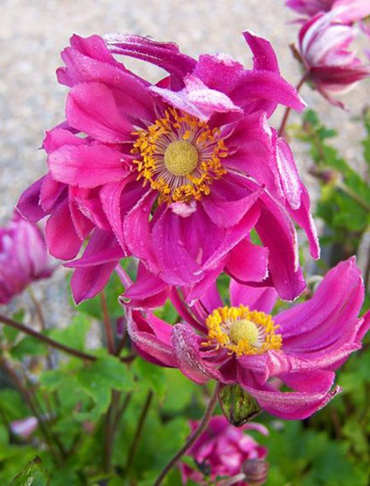 Превью изображения