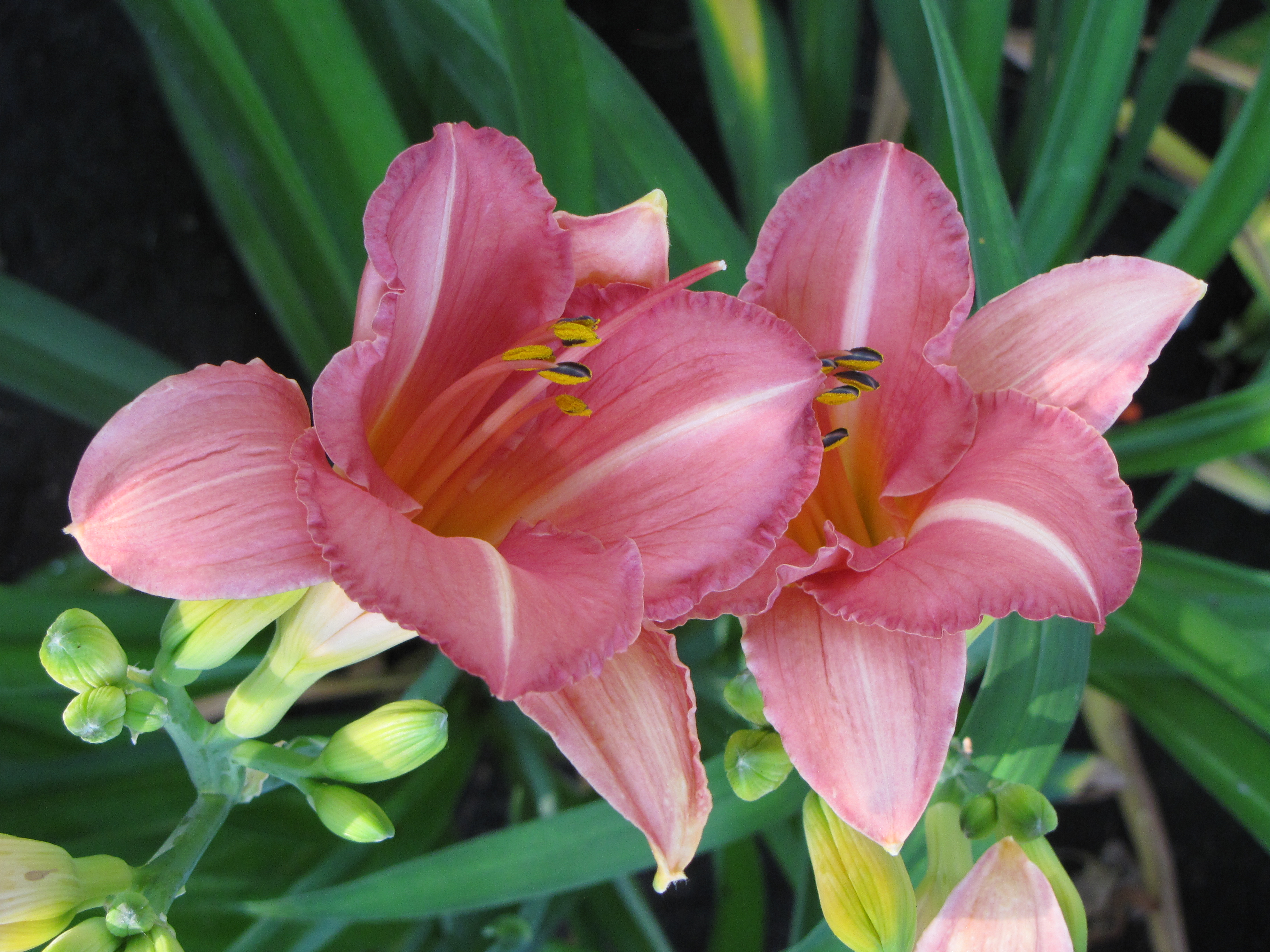 Превью изображения