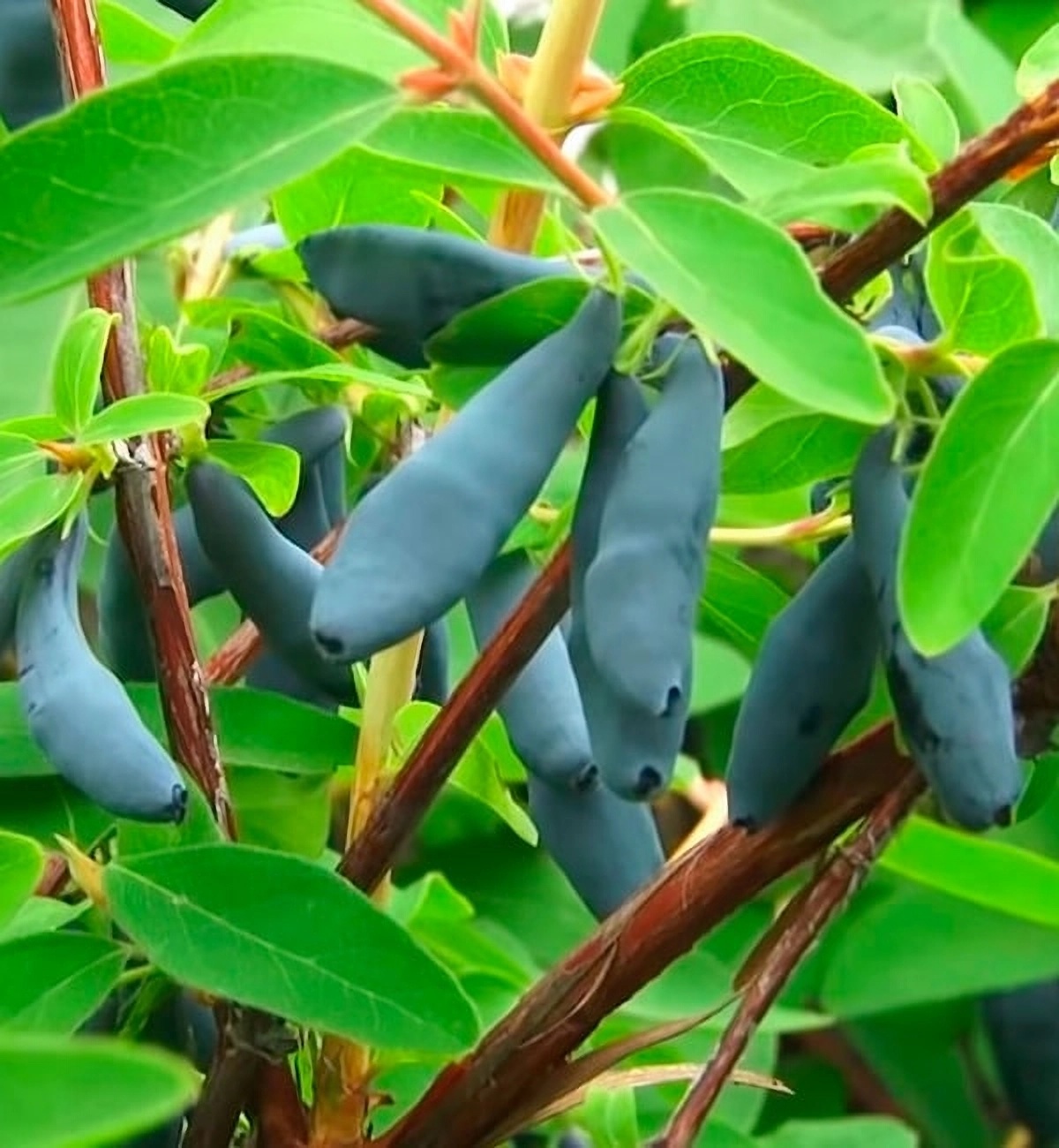 Превью изображения