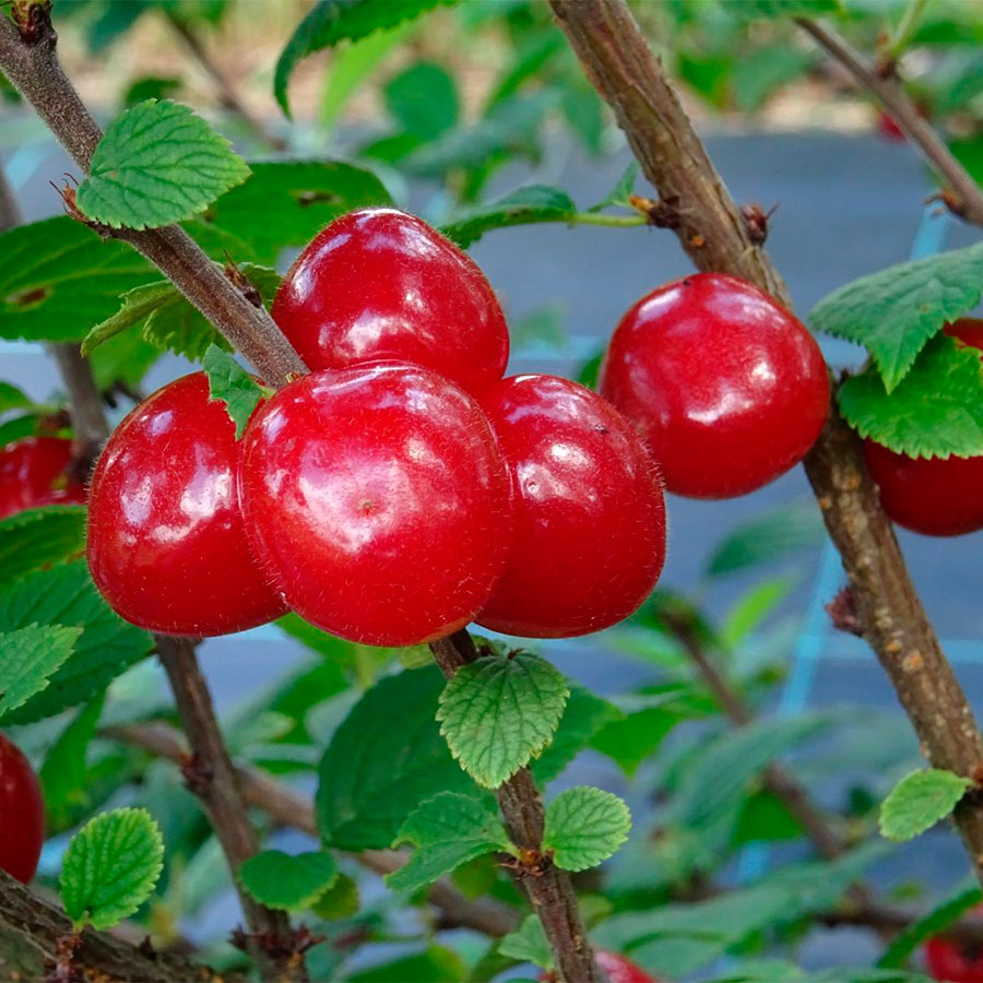 Превью изображения