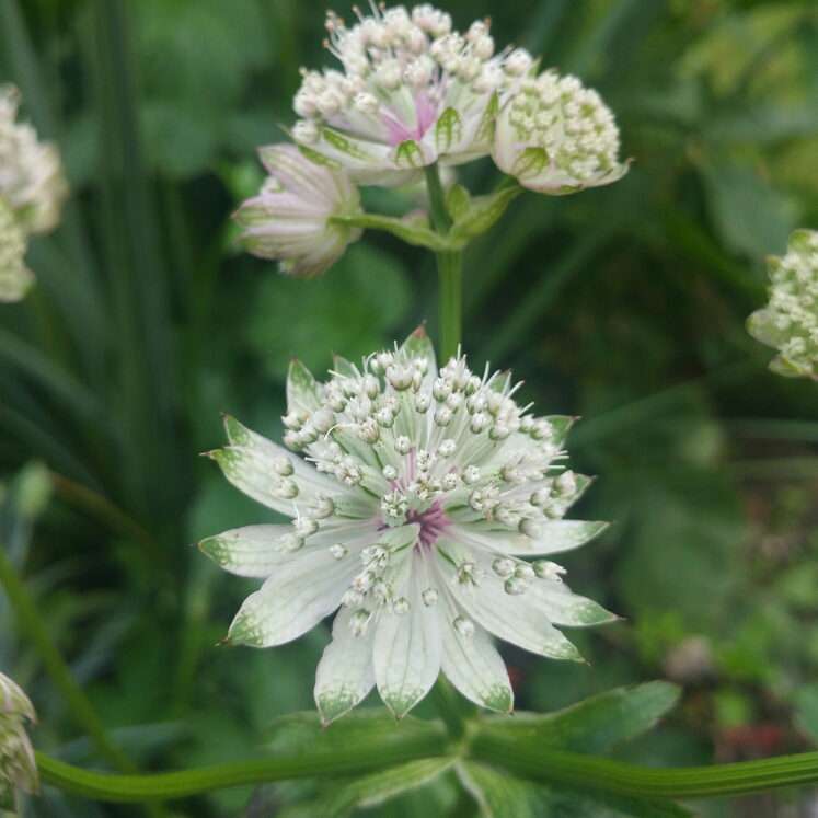 Превью изображения