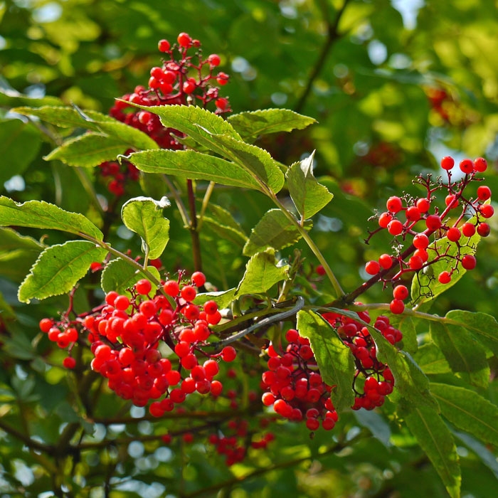 Превью изображения