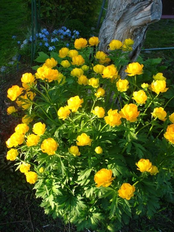 Превью изображения