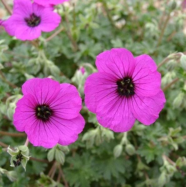 Превью изображения