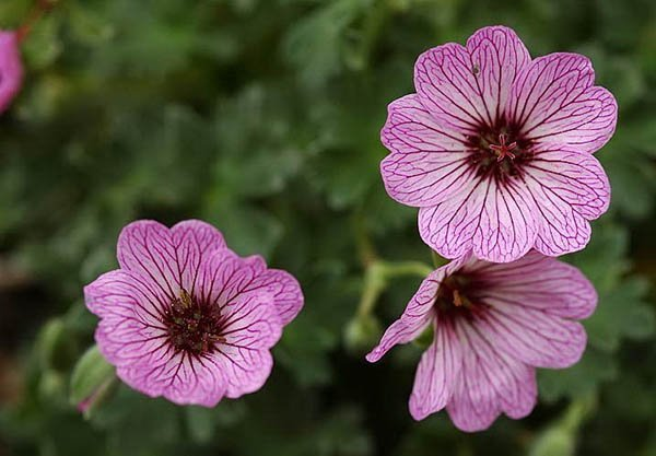 Превью изображения