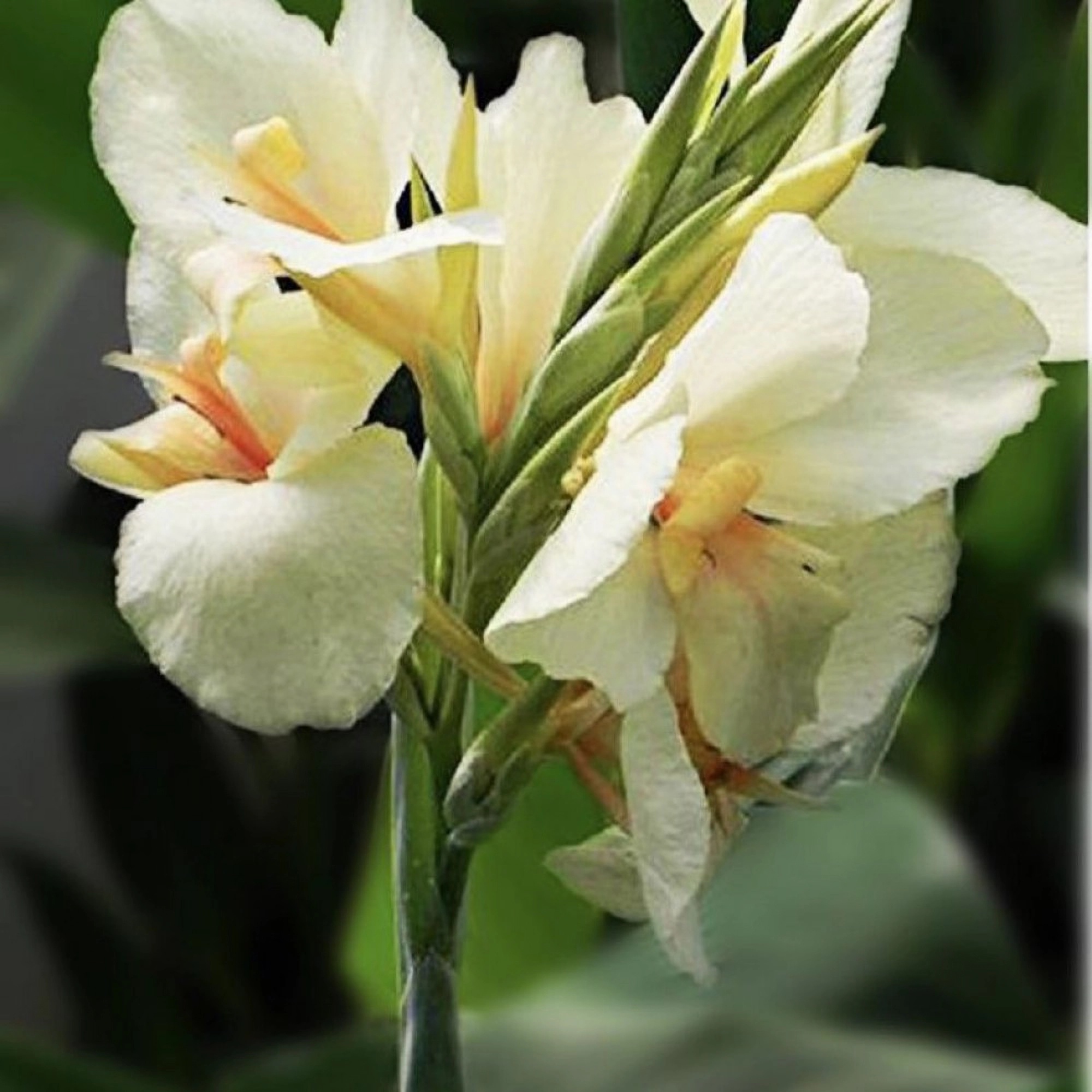 Превью изображения