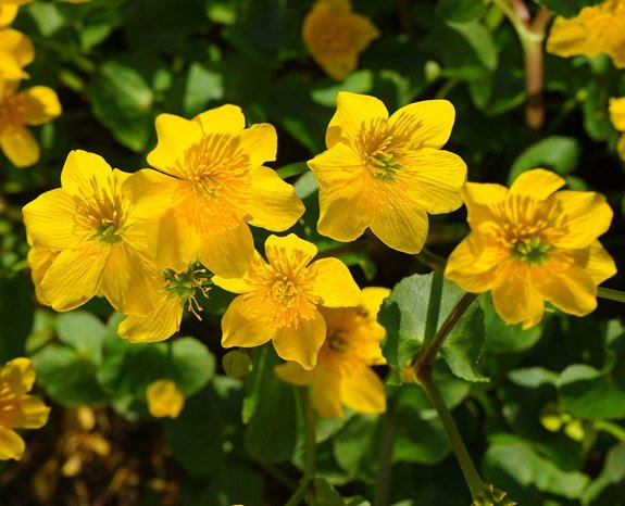 Превью изображения