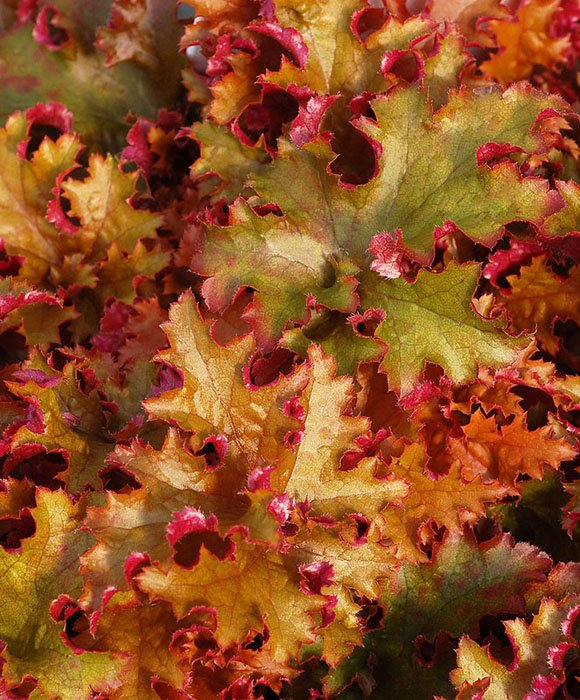 Превью изображения