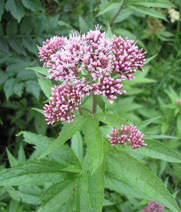 Превью изображения