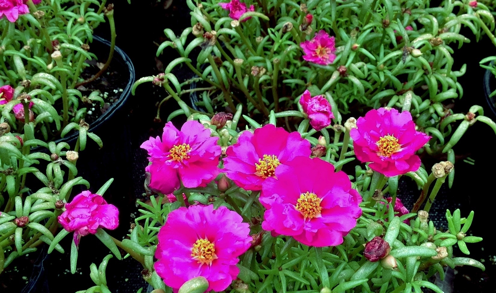 Превью изображения