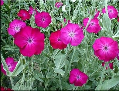 Превью изображения