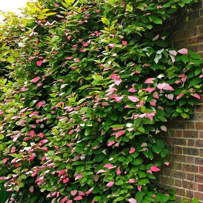 Превью изображения