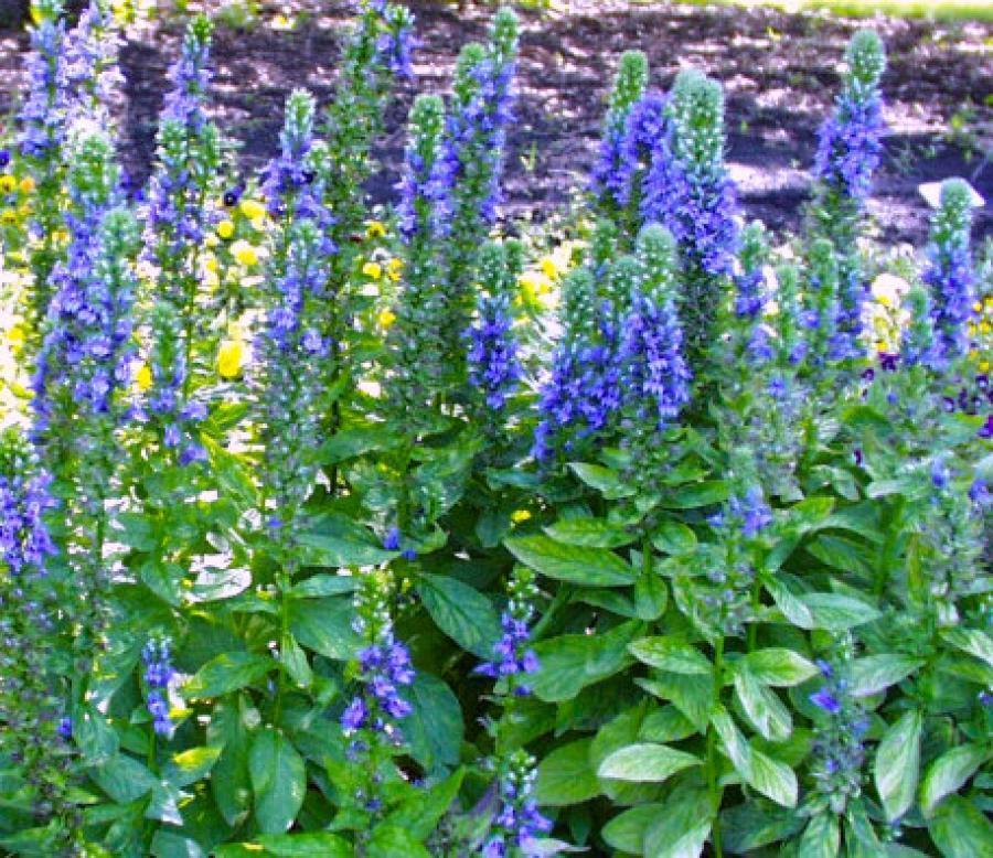 Превью изображения