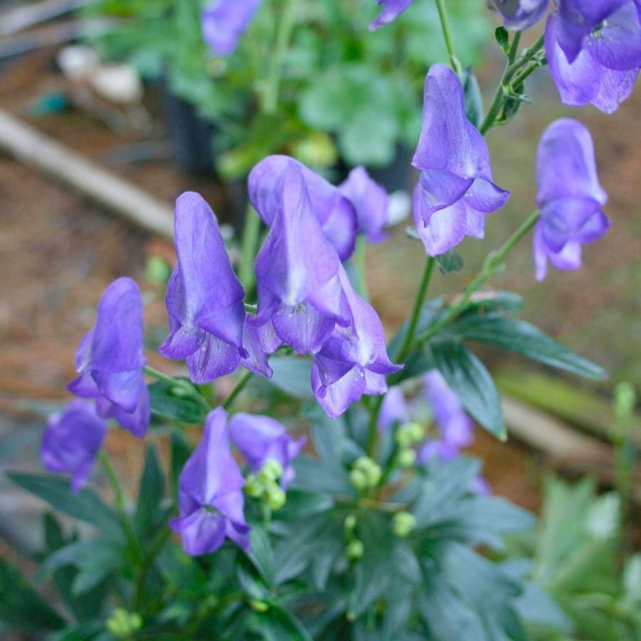 Превью изображения