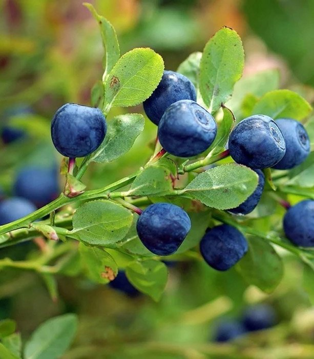 Превью изображения