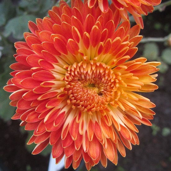 Превью изображения