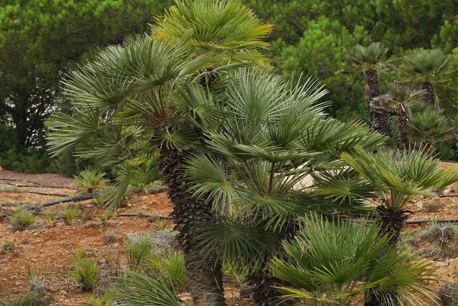 Превью изображения