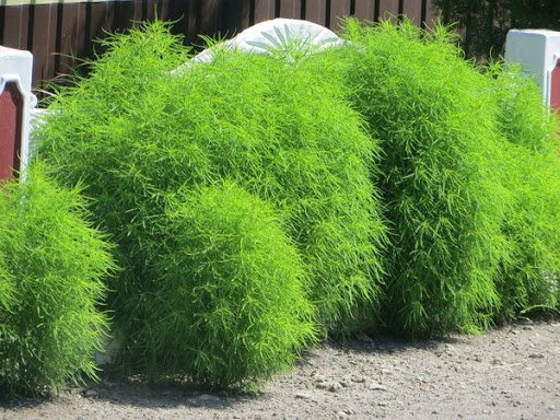 Превью изображения