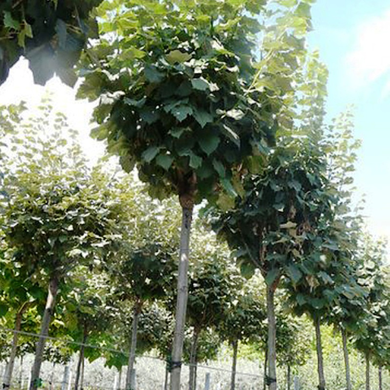 Превью изображения