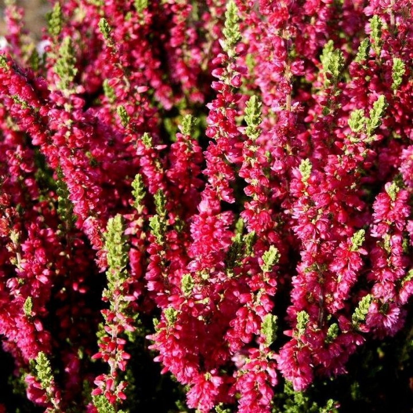 Превью изображения