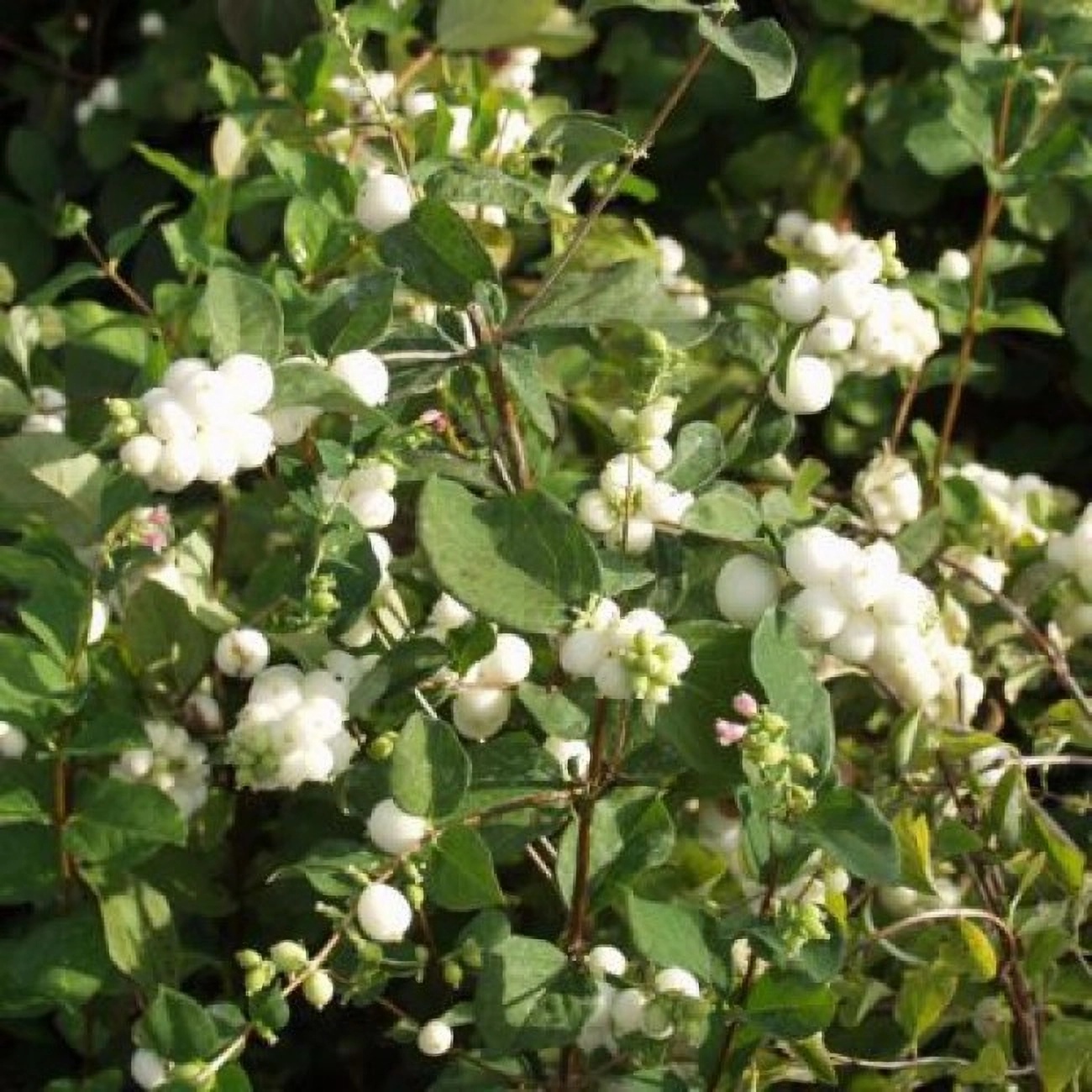 Превью изображения