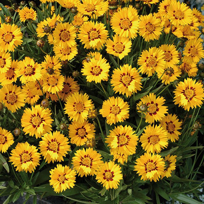 Превью изображения