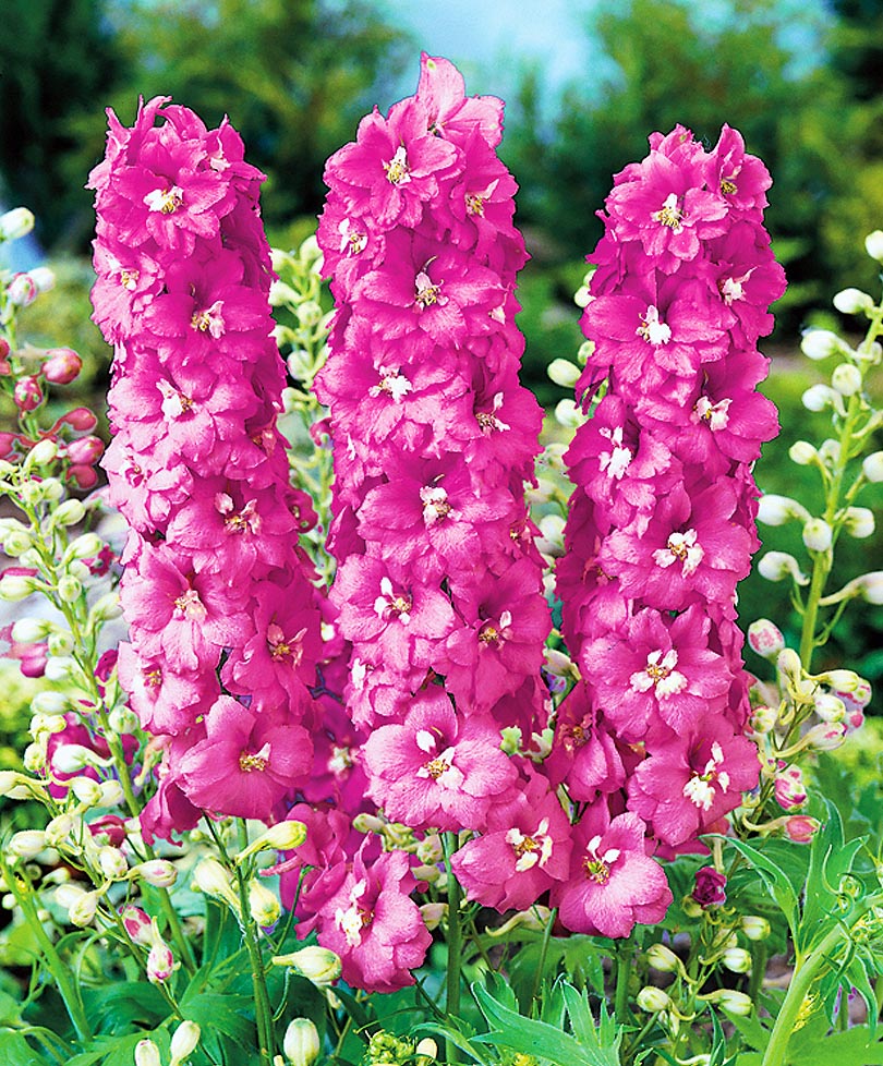 Превью изображения