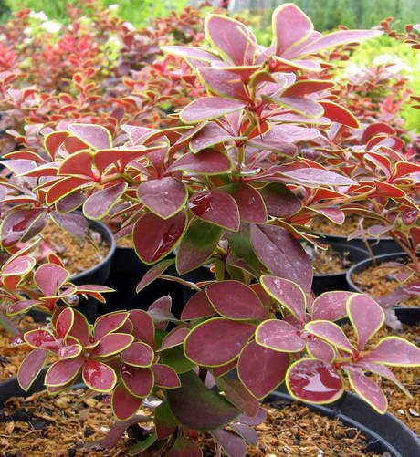 Превью изображения