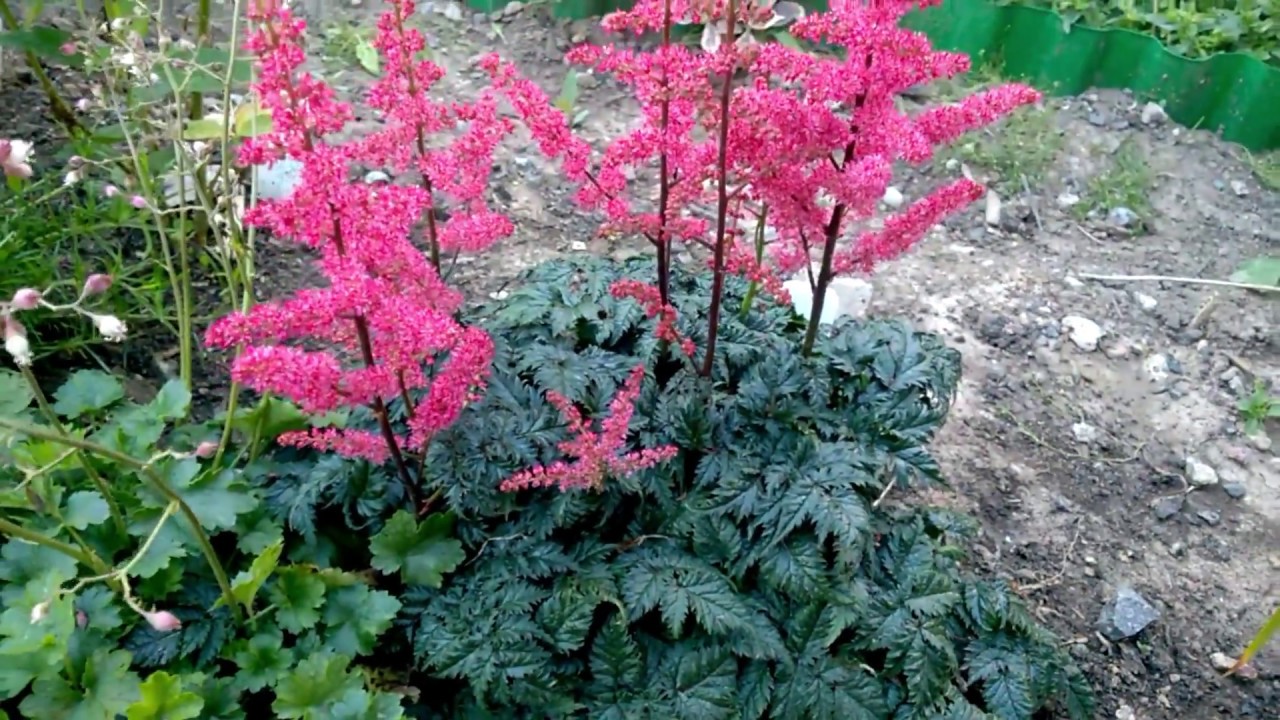 Превью изображения