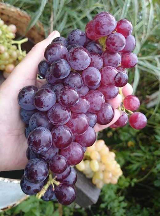 Превью изображения