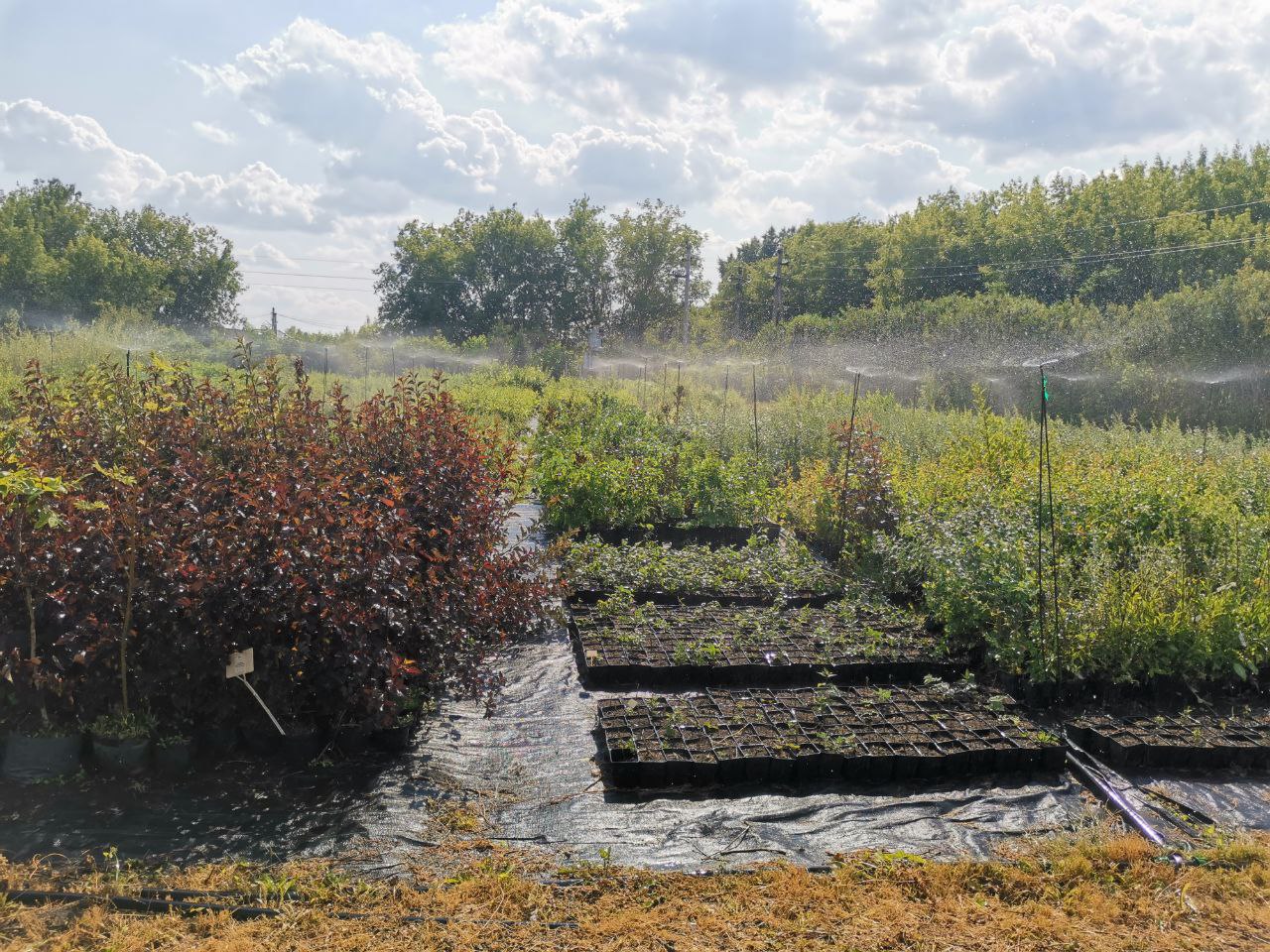 Превью изображения