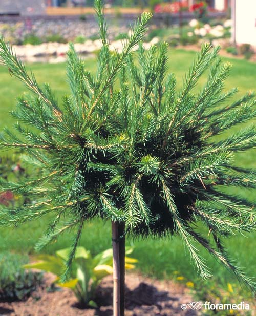 Превью изображения