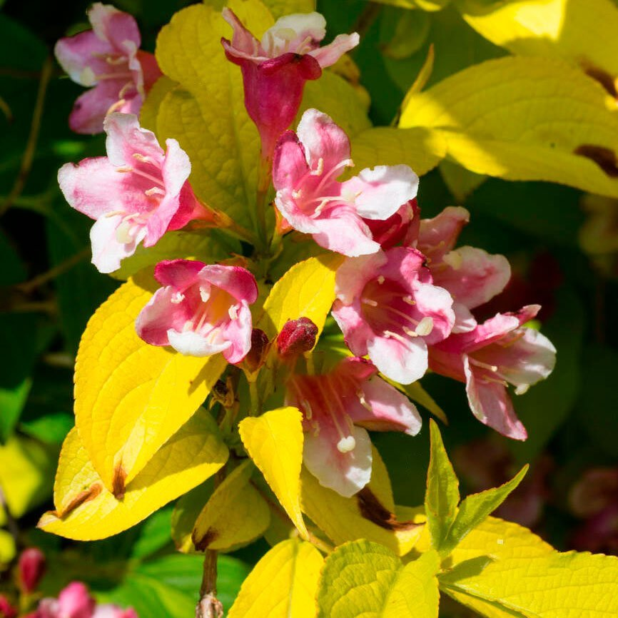 Превью изображения