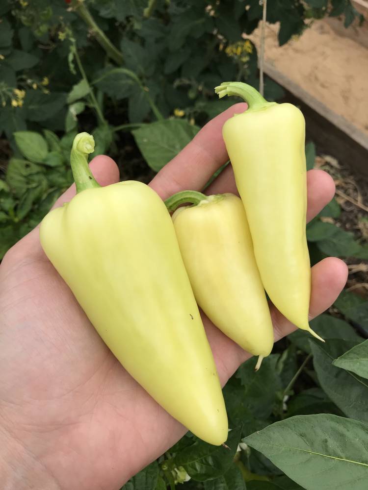 Превью изображения