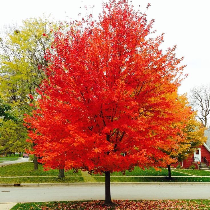 Превью изображения