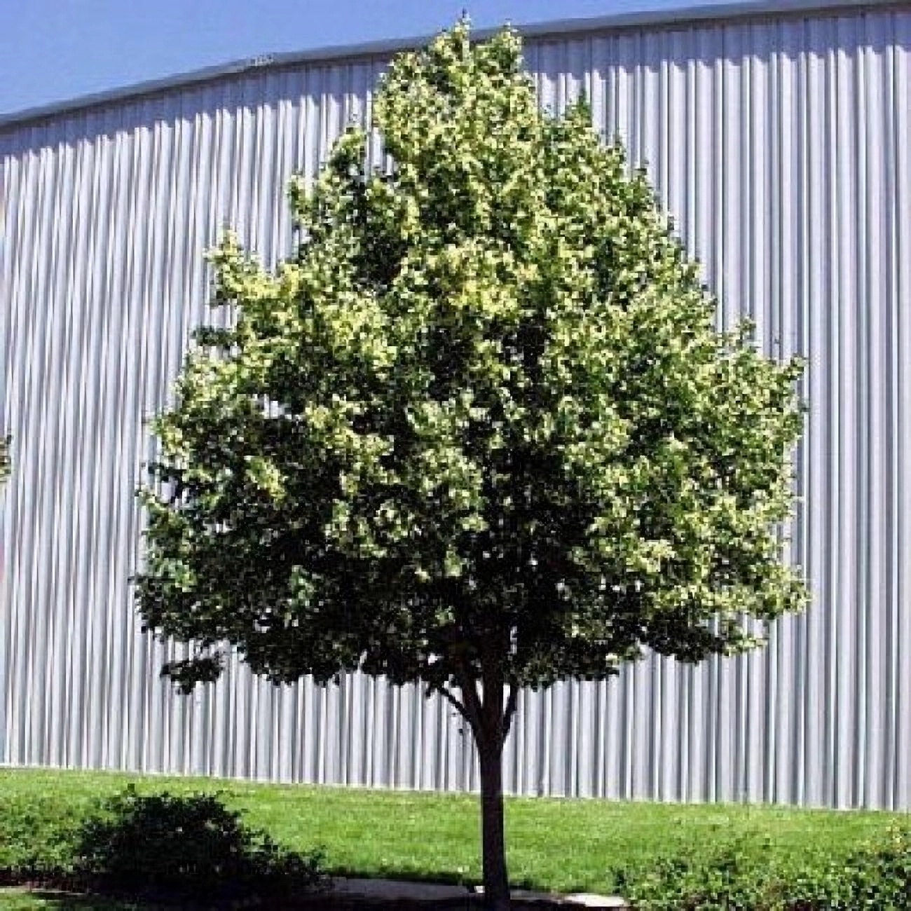 Превью изображения