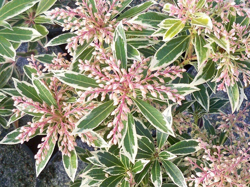 Превью изображения