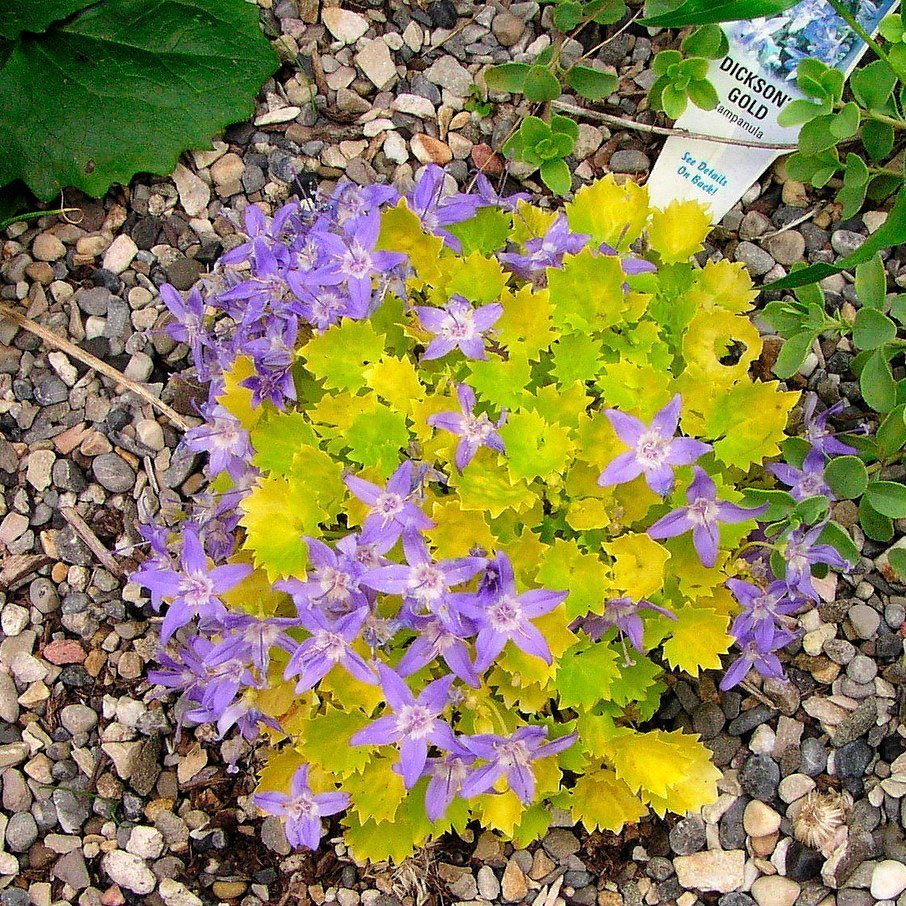 Превью изображения