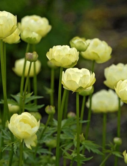 Превью изображения