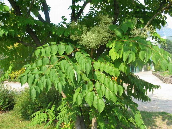 Превью изображения