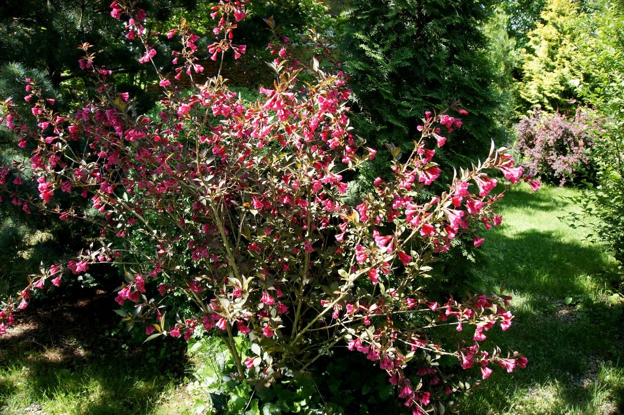 Превью изображения